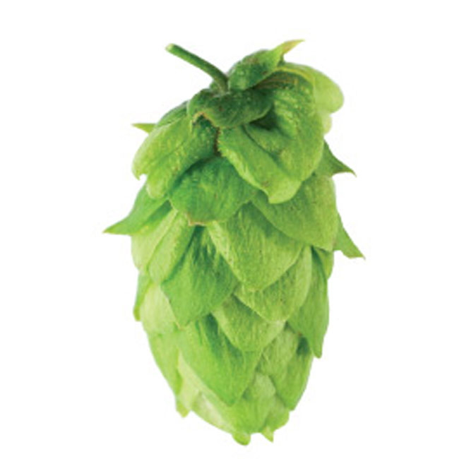 Hmelj Northern brewer u peletima